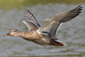 Ich bin am Anflug      